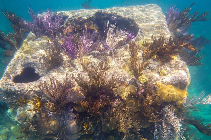 Coron: Coastal Cliffs, Beach & Malcapuya Island Hopping Tour - Who will enjoy this day most