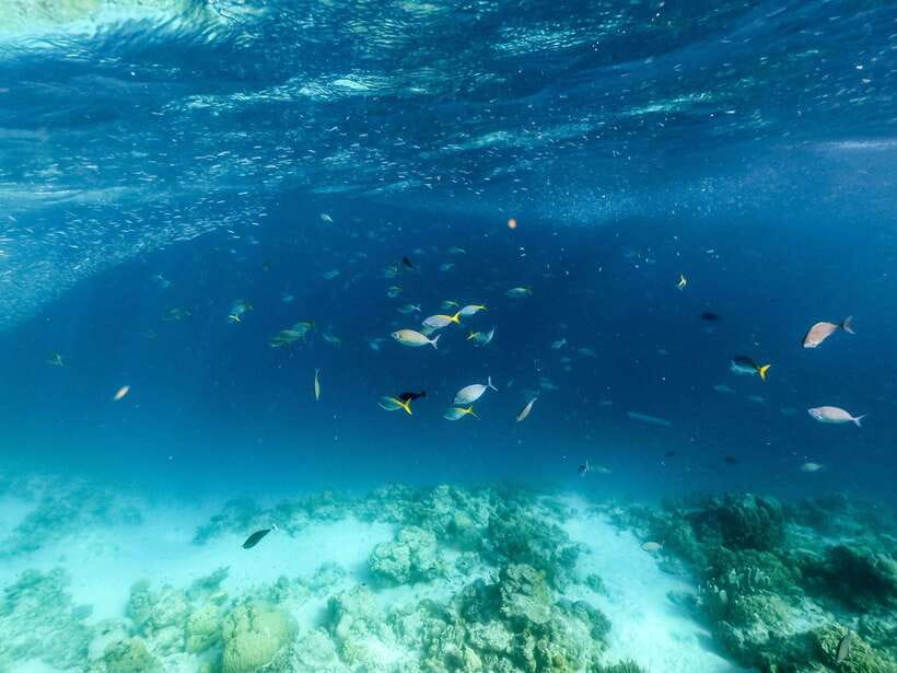 Coron Island Hopping: Super Ultimate Private Tour - Coral Garden or Dita Wolong adds reef life