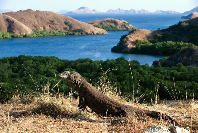 Daily Trip Highlight Komodo Archipelago by Speed Boat - Key points to know before you book