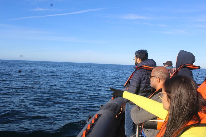 Dolphin Watching + 2 Islands Tour - From Faro - Ilha do Farol, the lived-in island stop