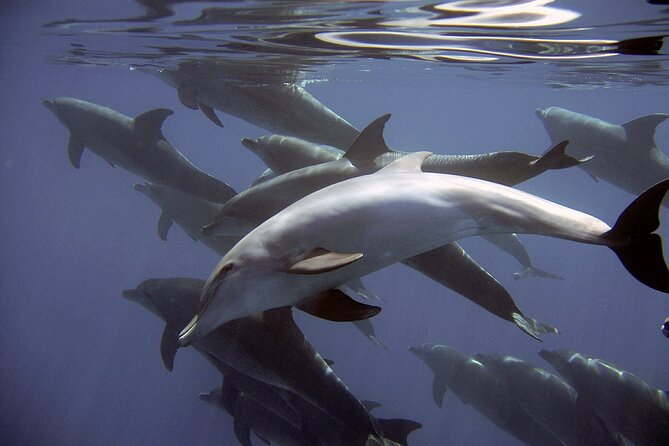 Dolphin Watching + 2 Islands Tour - From Faro - Ilha Deserta and the clear-water pause
