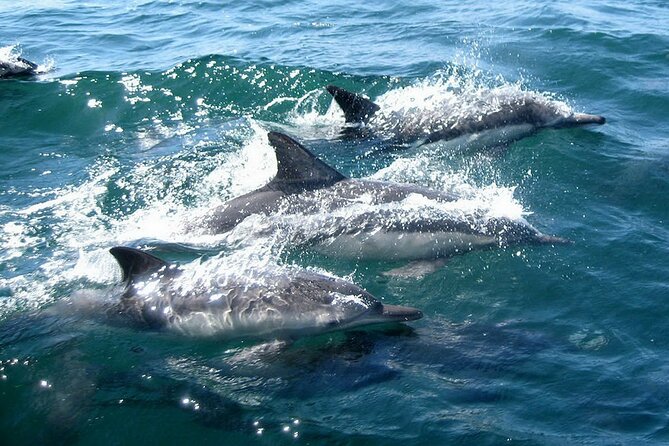 Dolphin Watching + 2 Islands Tour - From Faro - What the four hours really give you