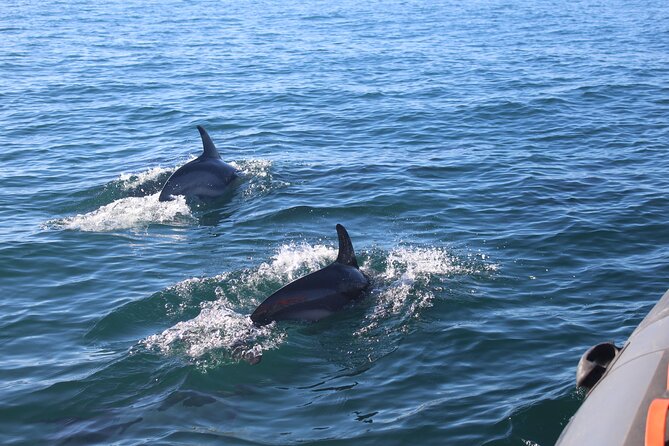 Dolphin Watching + 2 Islands Tour - From Faro - Guides, group size, and what is included