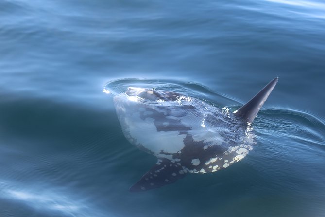 Dolphin Watching + 2 Islands Tour - From Faro - Is $72.59 a fair price?