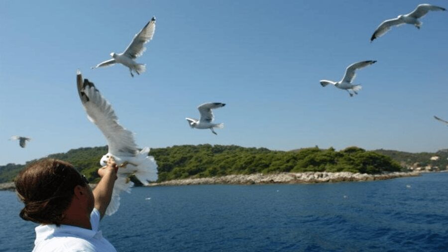 Dubrovnik: Elaphiti Islands Boat Cruise with Lunch & Drinks - What the schedule feels like in practice