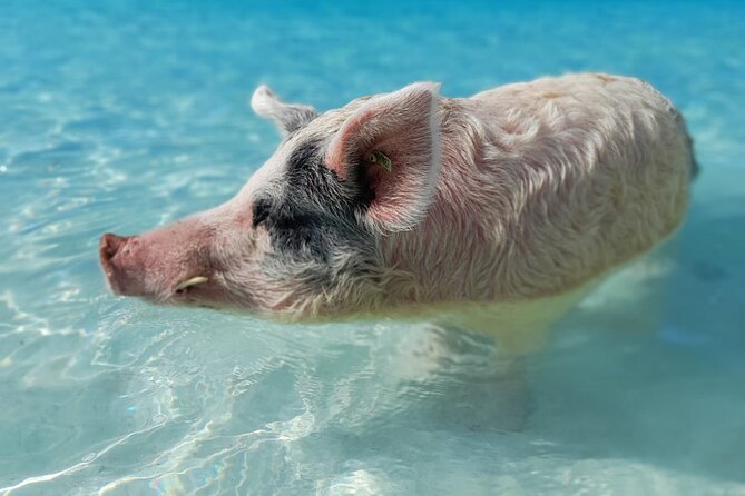 Exuma Island Hopping Swimming Pigs Tour with Lunch from Nassau - The powerboat ride is both feature and warning