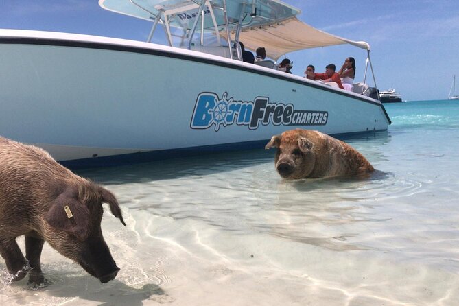 Exuma Island Hopping Swimming Pigs Tour with Lunch from Nassau - What the $438.90 price includes
