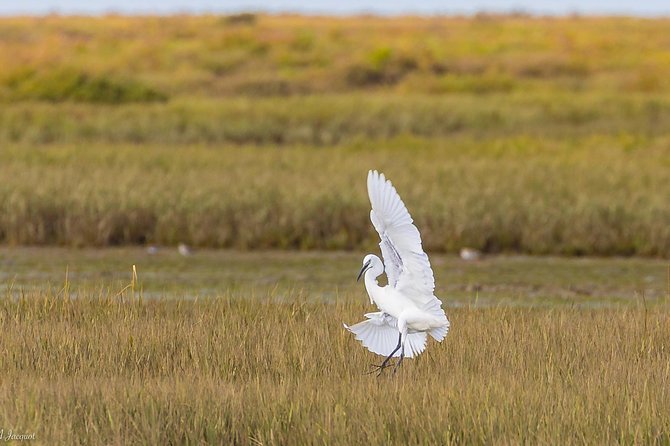 Faro - Ria Formosa tour with visit to 2 islands (Deserta, Farol) 3.5 hours - Small group, simple logistics, and fair value