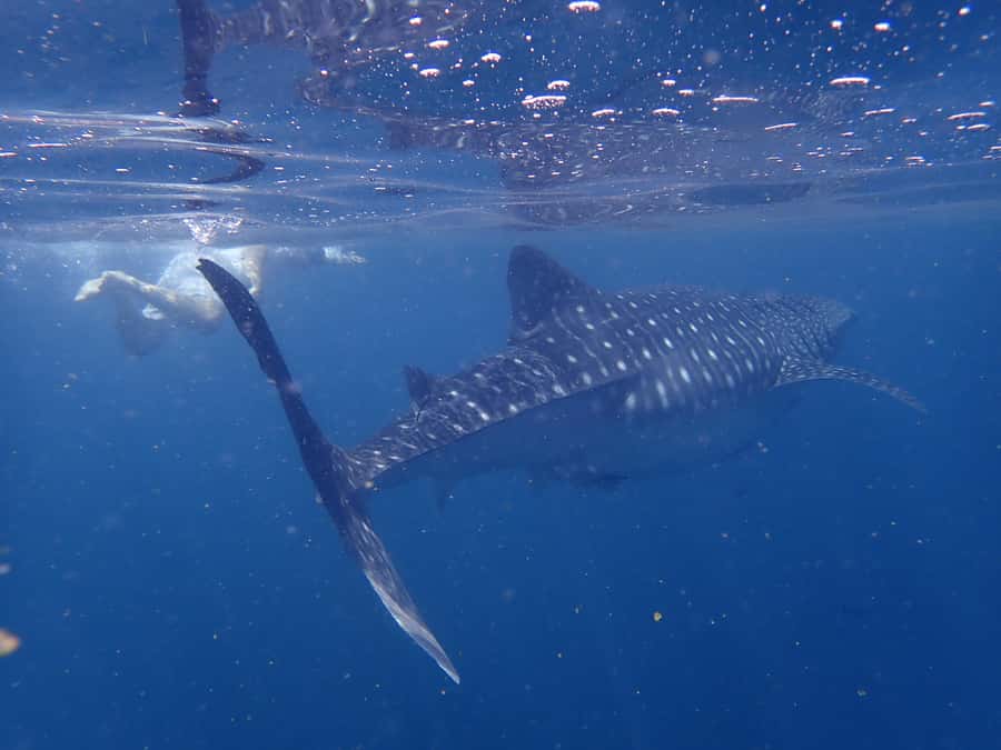 From Al-Seeb: Dimaniyat Islands Boat Trip with Snorkeling - Practical details that make the morning smoother