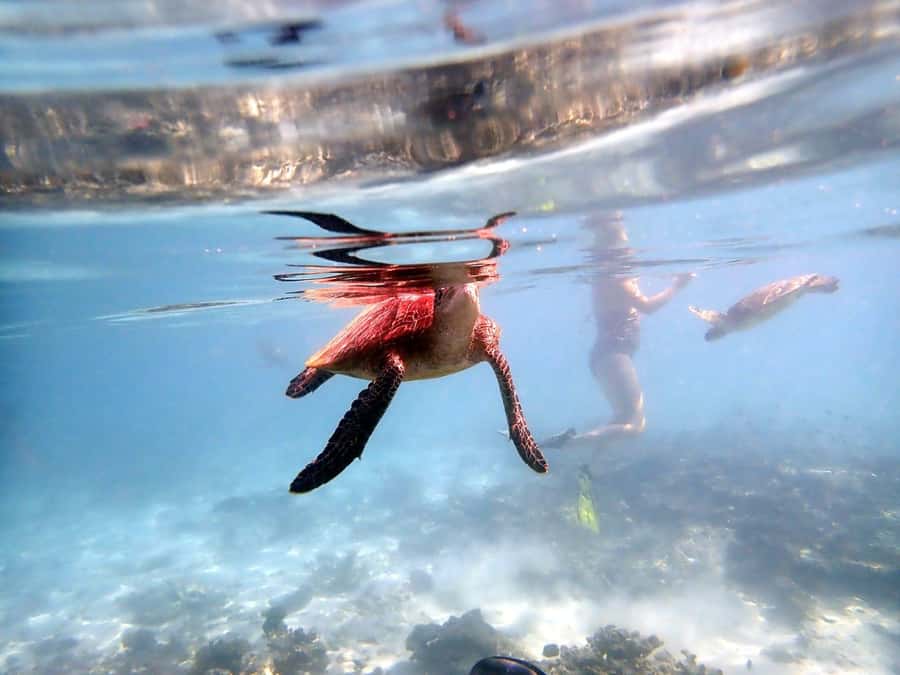 From Al-Seeb: Dimaniyat Islands Boat Trip with Snorkeling - Why the Dimaniyat Islands are worth the early start