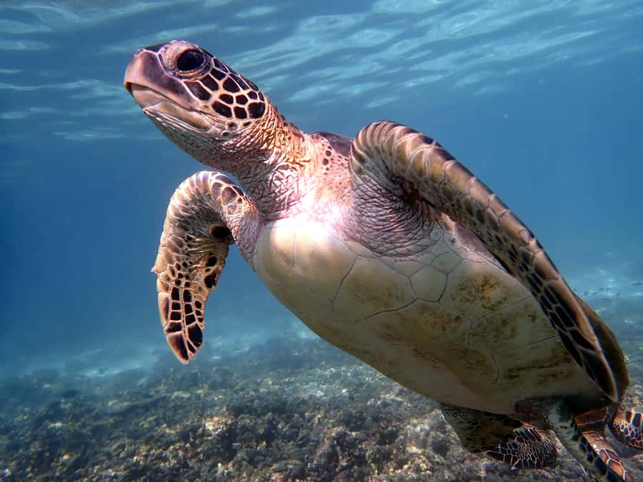 From Al-Seeb: Dimaniyat Islands Boat Trip with Snorkeling - Turtle City delivers the main wildlife moment