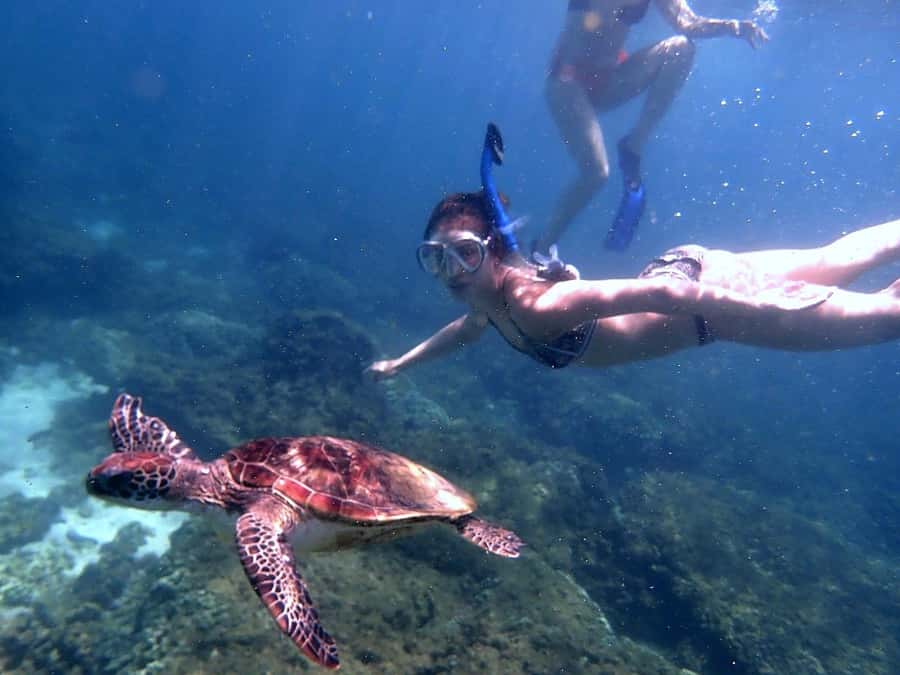 From Al-Seeb: Dimaniyat Islands Boat Trip with Snorkeling - Black Tip offers the bigger wildlife gamble