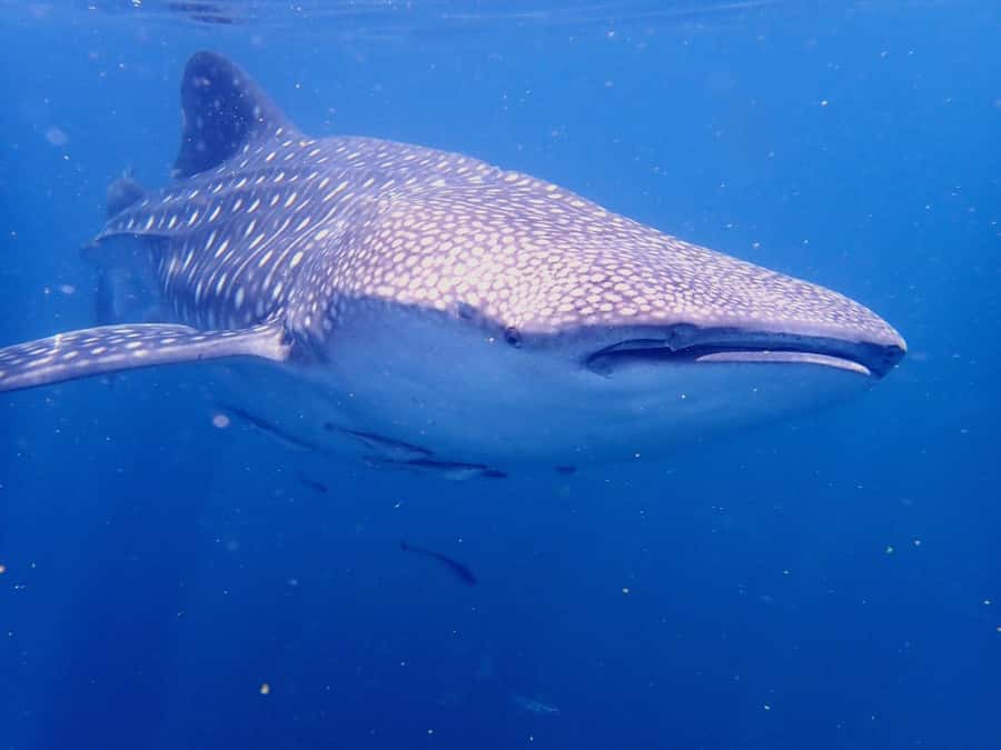 From Al-Seeb: Dimaniyat Islands Boat Trip with Snorkeling - What the $85 price really covers