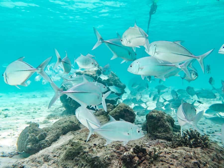 From Ao Nang: Similan Islands Boat Trip with Transfer & Food - Paya Island: a slower beach stop
