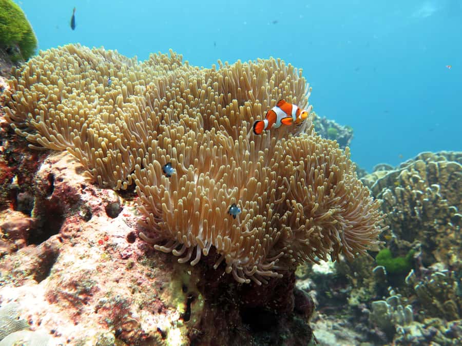 From Ao Nang: Similan Islands Boat Trip with Transfer & Food - Bangu Island and the snorkeling question