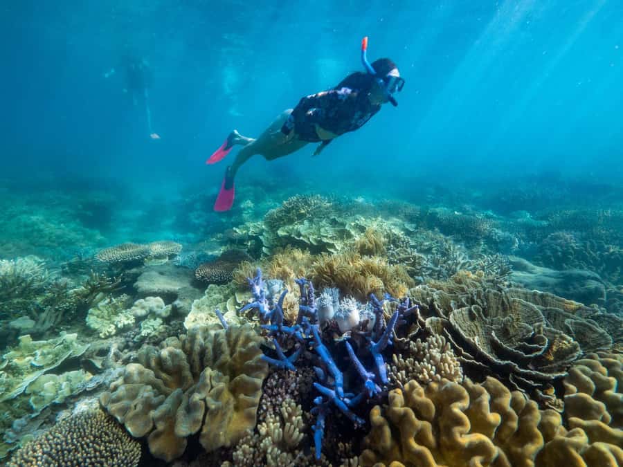 From Cairns: 2 Islands 1 day - Fitzroy & Green Islands - Who will get the most from this island-hopping day