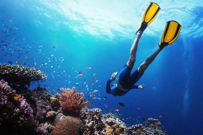 From Cebu: Island Hopping to 3 islands with BBQ lunch - Hilutungan Marine Sanctuary: the strongest snorkeling stop