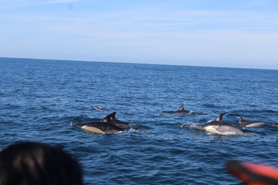 From Faro: Dolphin Watching & 2 Islands Tour - FAQ