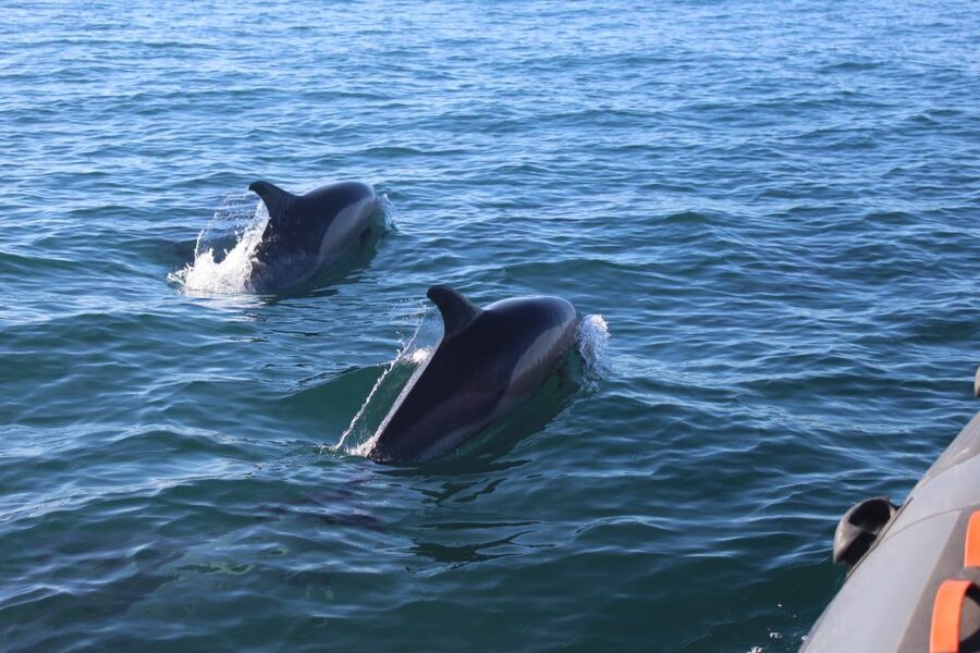 From Faro: Dolphin Watching & 2 Islands Tour - The Ria Formosa return route