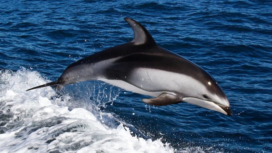 From Faro: Dolphin Watching & 2 Islands Tour - Who will enjoy this four-hour boat trip