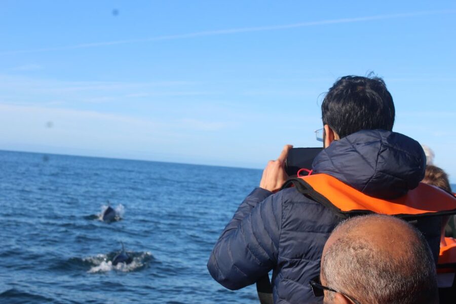From Faro: Dolphin Watching & 2 Islands Tour - Should you book this Faro dolphin and island tour?