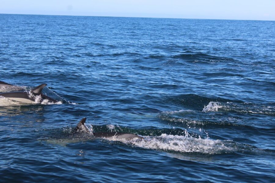 From Faro: Dolphin Watching & 2 Islands Tour - Ilha Deserta, a quiet beach stop