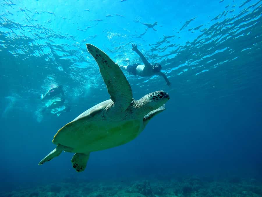 From Gili Air : 3 Islands Snorkeling Trip with Sea Turtles - Gili Meno and the underwater statues
