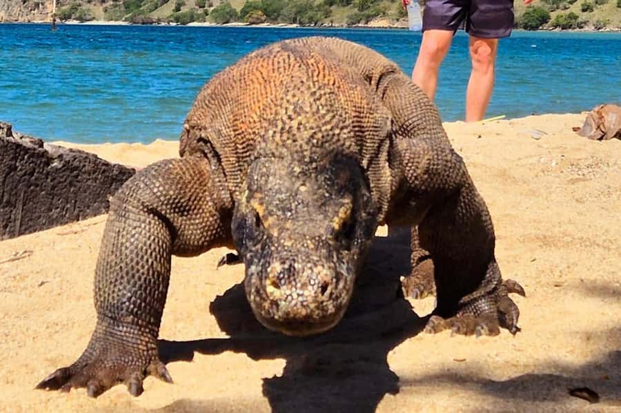 From Labuan Bajo: Komodo Dragons and Island Hop with All Fee - Why this day packs so much into 11 hours