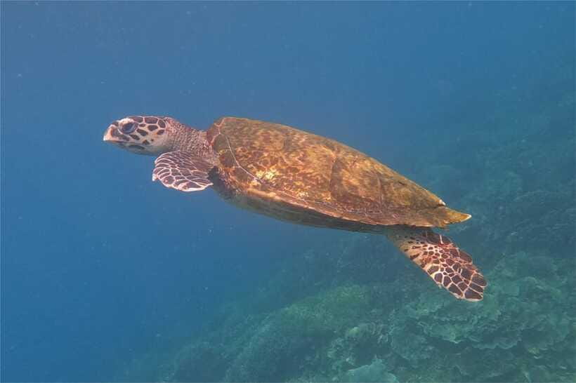 From Labuan Bajo: Komodo Dragons and Island Hop with All Fee - Pink Beach: beautiful, but time is limited