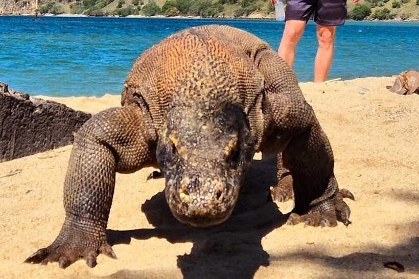 From Labuan Bajo: Komodo Dragons and Island Hop with All Fee - Meeting Komodo dragons with a park ranger
