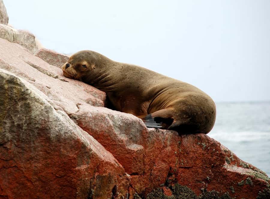 From Paracas: Ballestas Islands tour all Inclusive - Ballestas Islands: Penguins, Sea Lions, and Seabirds
