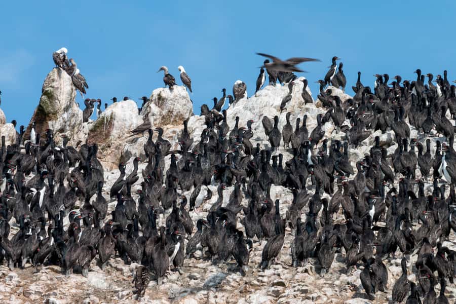 From Paracas: Ballestas Islands tour all Inclusive - Guides, Language, and the Human Side of the Trip