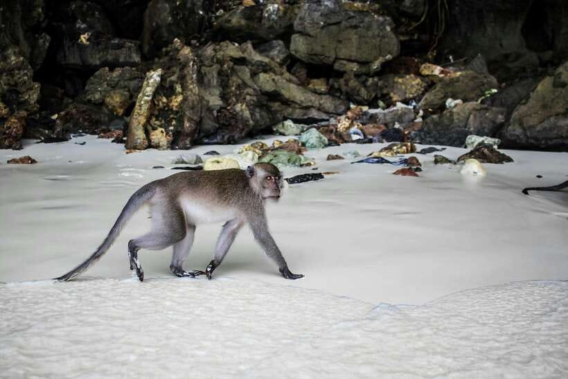 From Phi Phi: Full Day 7 Island Tour by Longtail with Sunset - Monkey Beach and Viking Cave begin the sightseeing