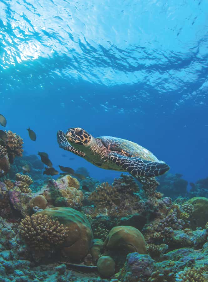 From Phuket or Khaolak : Similan Islands Day Trip - Island 8 and Donald Duck Bay