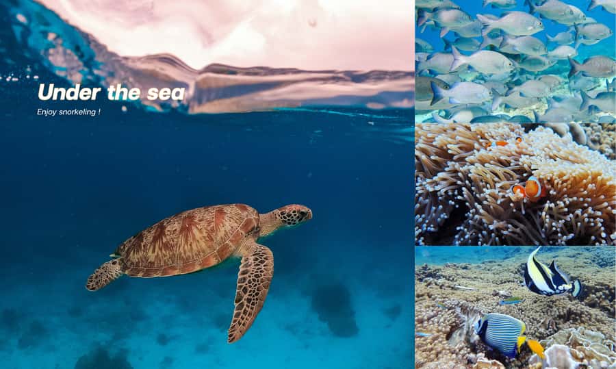 From Phuket or Khaolak : Similan Islands Day Trip - Island 9 and the first snorkeling session