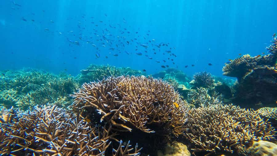 From Phuket or Khaolak: Surin Islands Day Trip - Beach lunch inside the national park