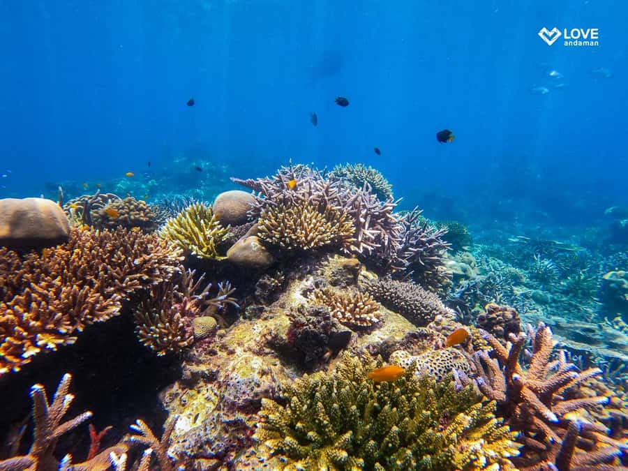 From Phuket or Khaolak: Surin Islands Day Trip - Is $109 a fair price?