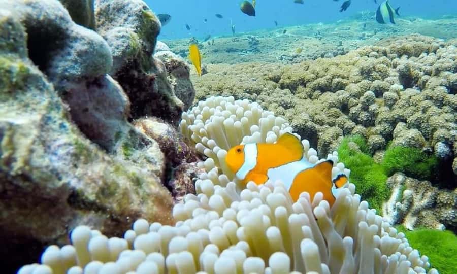 From Phuket: Similan Islands Day Trip - Island 4: lunch, swimming, and time to slow down