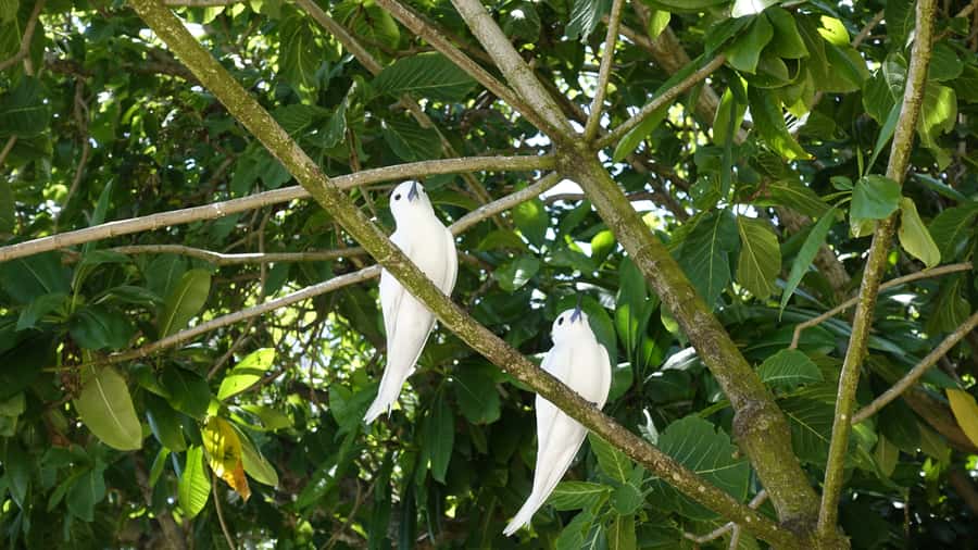 From Praslin: Cousin, Curieuse & St Pierre Islands Day Tour - Key points to know before booking