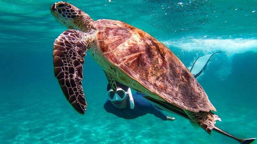 From Puerto Princesa: Port Barton & Island Hopping Day Trip - Turtle Spot and the chance to see wild turtles
