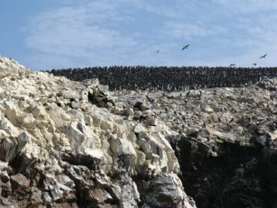From San Martin Port: Ballestas Islands Tour in Paracas