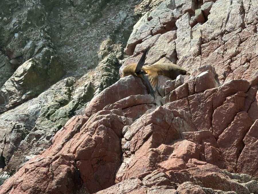 From San Martin Port: Ballestas Islands Tour in Paracas - Language, guiding, and the level of service