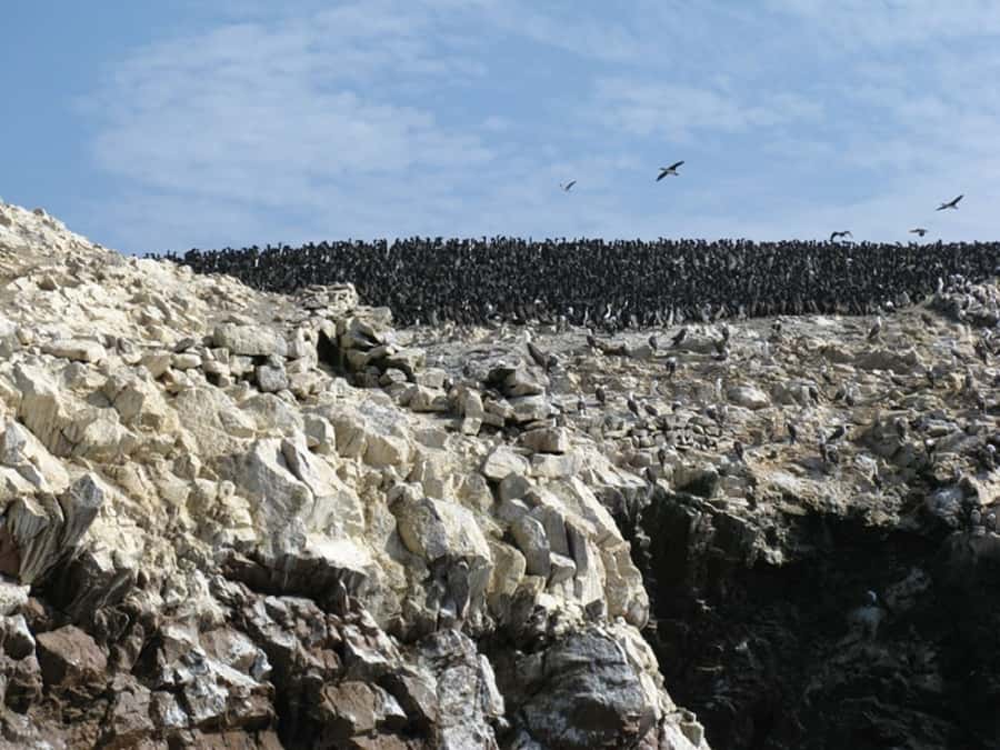 From San Martin Port: Ballestas Islands Tour in Paracas - From San Martin Port to El Chaco Dock