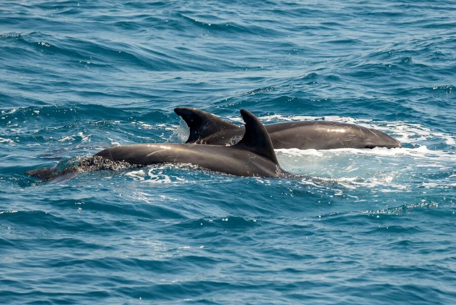 From the Port of Kos: Full Day Boat Cruise to 3 Islands - Pserimos: your longest chance to wander