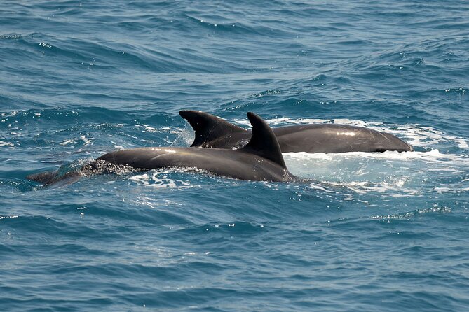 Full Day 3-Island Boat Cruise from Port of Kos - Pserimos, a small island with an hour to spare