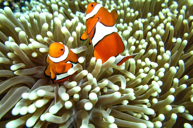 Full-Day Koh Lipe 7 Islands Snorkeling Experience with Lunch - Lunch at Ao Ling, with monkeys nearby