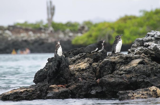 Galapagos Intensive 5 days, land base (3Islands) Excludes galapagos flight - Key points to know before booking