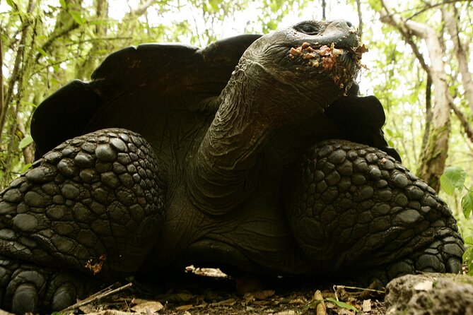 Galapagos Intensive 5 days, land base (3Islands) Excludes galapagos flight - Day 2: Los Túneles and a long Isabela crossing