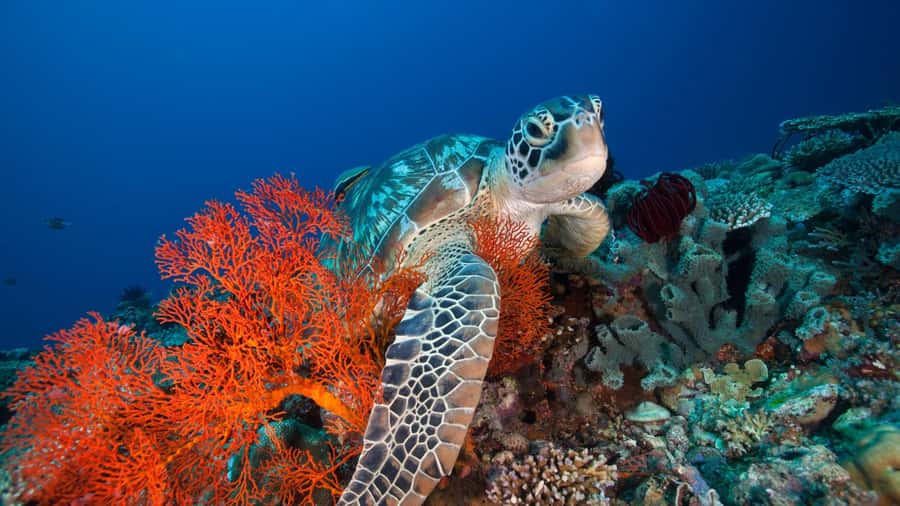 Gili Trawangan: 3-Gili Islands Snorkel Sunset Cruise w/ BBQ - Gili Meno’s statues and clear snorkeling water