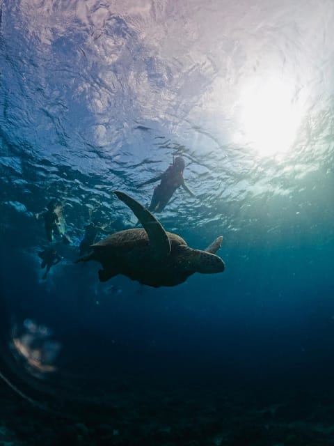 Gili Trawangan: 3 Gili Islands Turtle Snorkel Cruise w/ BBQ - What the snorkeling gear and guide support mean